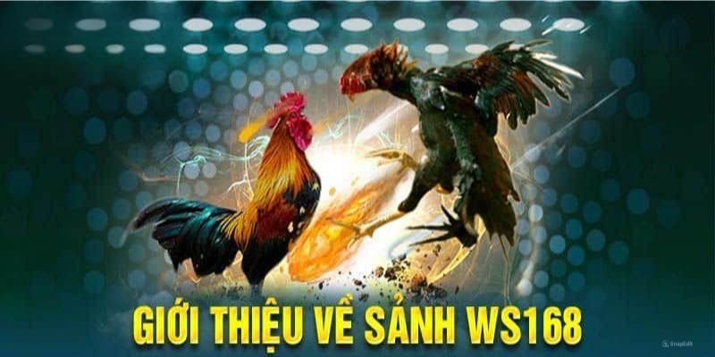 Tham gia đá gà WS168 tại cổng game BJ38 để nhận thưởng
