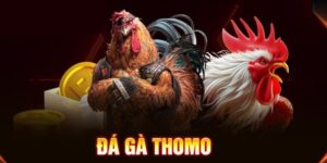 Tham gia đá gà thomo đỉnh cao tại BJ38